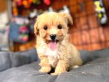 Zeki Tüy Dökmez A Secereli Maltipoo Yavrularımız