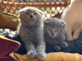 Şhow Kalite Scottish Fold