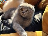 Şhow Kalite Scottish Fold