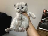 Safkan Britsh Shorthair Yavrular