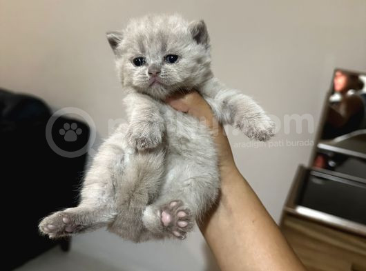 Safkan Britsh Shorthair Yavrular görsel