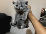 Safkan Britsh Shorthair Yavrular