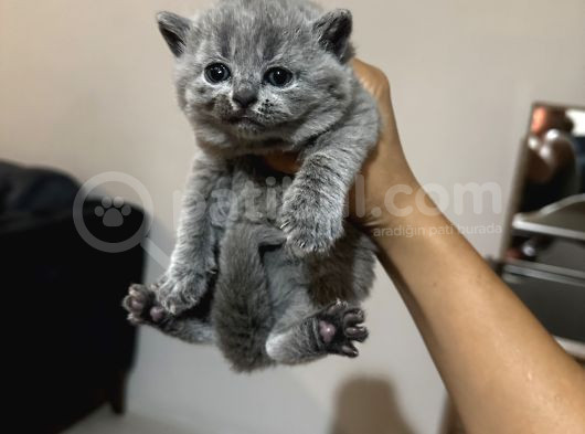 Safkan Britsh Shorthair Yavrular görsel