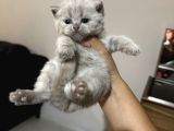 Safkan Britsh Shorthair Yavrular