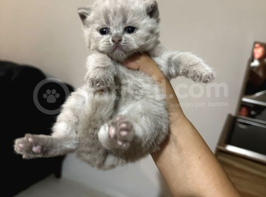 Safkan Britsh Shorthair Yavrular görsel
