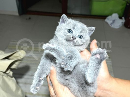 Safkan Britsh Shorthair Yavrular