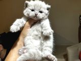Safkan Britsh Shorthair Yavrular