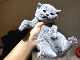 Safkan Britsh Shorthair Yavrular