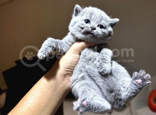 Safkan Britsh Shorthair Yavrular görsel