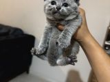 Safkan Britsh Shorthair Yavrular