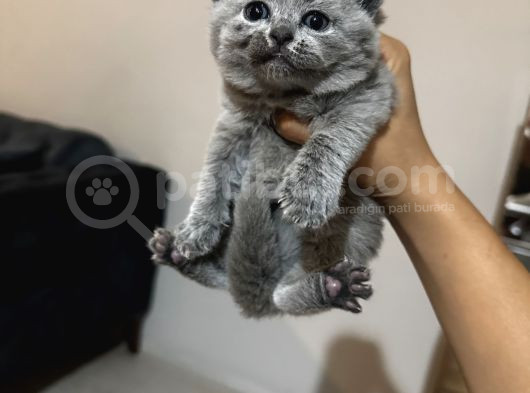 Safkan Britsh Shorthair Yavrular görsel