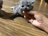 Safkan Britsh Shorthair Yavrular