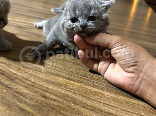 Safkan Britsh Shorthair Yavrular görsel