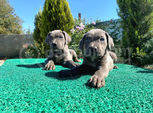 Show Kalite Blue Cane Corso Yavrularımız görsel