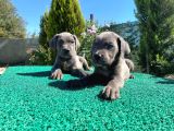 Show kalite blue cane corso yavrularımız