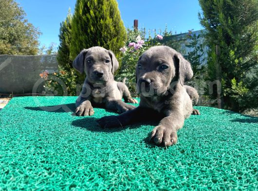 Show Kalite Blue Cane Corso Yavrularımız