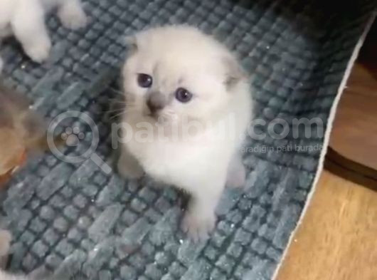 Blue Poi̇ntler  görsel