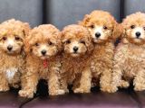 Kahve tonlu puppy kıvırcık tüylü MALTİPO CİNSİ 