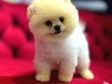 Secereli̇ Yüksek Kali̇te Pomerani̇an Boo Yavrularimiz