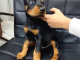 Çiftliğimizden Erkek Doberman Yavrularımız