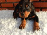 Çiftliğimizden Erkek Doberman Yavrularımız