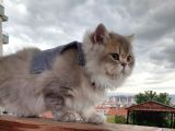 British Longhair Ay25 Erkek