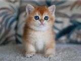 Sevimli Golden British Shorthair