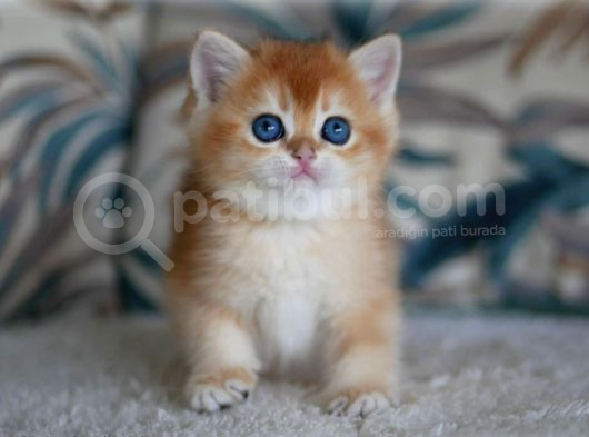 Sevimli Golden British Shorthair görsel