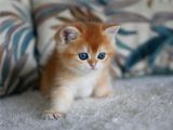Sevimli Golden British Shorthair