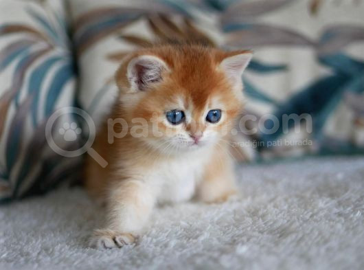 Sevimli Golden British Shorthair görsel