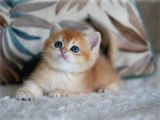 Sevimli Golden British Shorthair