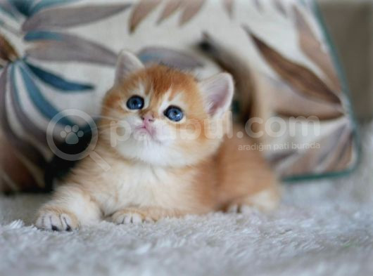 Sevimli Golden British Shorthair görsel