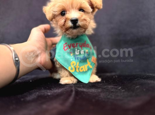 Sevimli Zeki Minik Tüy Dökmez A Secereli Maltipoo görsel