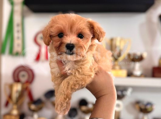 Sevimli Zeki Minik Tüy Dökmez A Secereli Maltipoo görsel