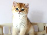 SAFKAN SHOW KALİTE BRİTİSH SHORTHAİR GOLDEN ANNE ALTINDAN