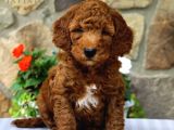 Red braw kıpkırmızı ev üretimi TOOY POODLE 