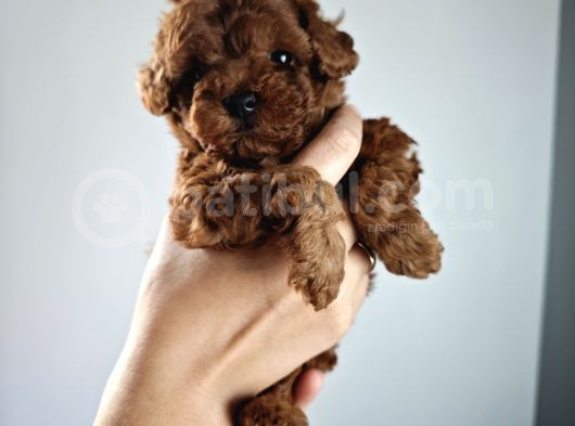 Orjinal Toy Poodle