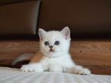 Mavi Gözlü Ve Yeşil Gözlü Scottish Fold Ve British Shorthair