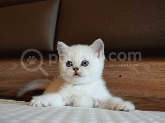 Mavi Gözlü Ve Yeşil Gözlü Scottish Fold Ve British Shorthair görsel