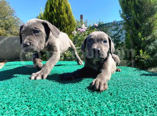 Show Kalite Blue Cane Corso Yavrularımız  görsel