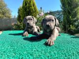 Show kalite blue cane corso yavrularımız 