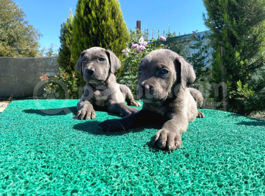 Show Kalite Blue Cane Corso Yavrularımız  görsel