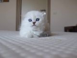 Mavi Gözlü Ve Yeşil Gözlü Scottish Fold Ve British Shorthair