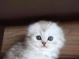 Mavi Gözlü Ve Yeşil Gözlü Scottish Fold Ve British Shorthair