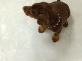 SAFKAN DOBERMAN ÇİKOLATA VONALP GARANTİSİYLE