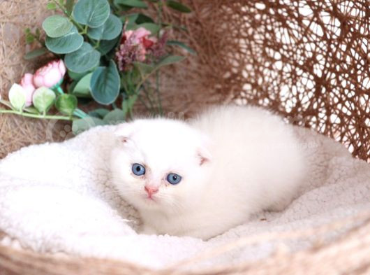 Bebek Yüzlü Top Kafa Scottish Fold