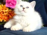 Yavru kedi