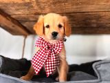 BEBEK YÜZLÜ GOLDEN rETRIEVER A KALİTE IRK