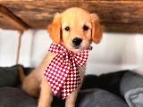 Bebek Yüzlü Golden Retriever A Kali̇te Irk