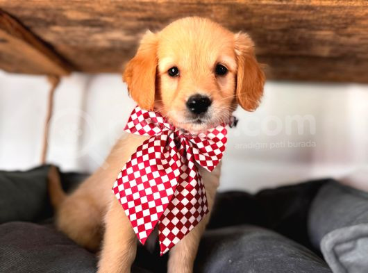 Bebek Yüzlü Golden Retriever A Kali̇te Irk görsel
